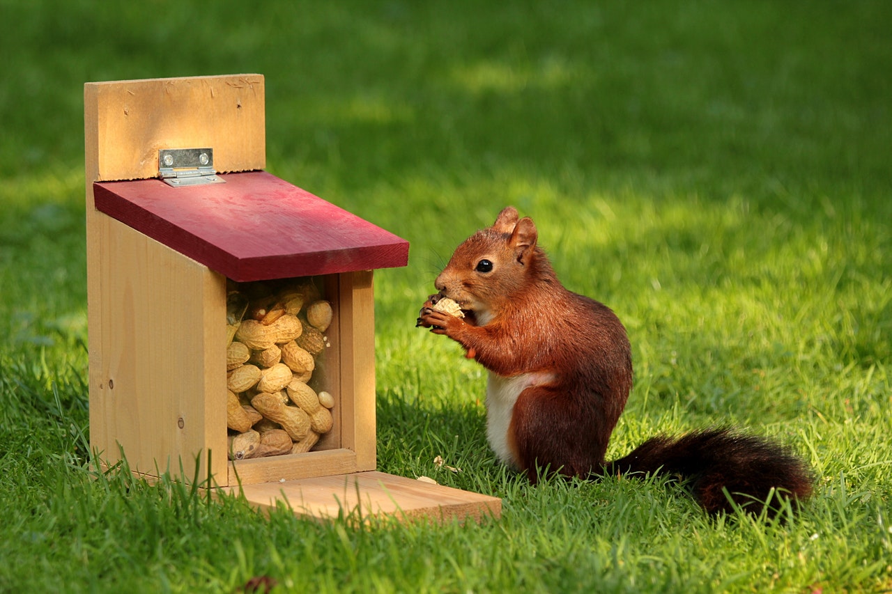 Veverky se živí ořechy, výhonky, ale i vejci a kuřaty.